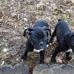Boxers from Cross Creek Boxers