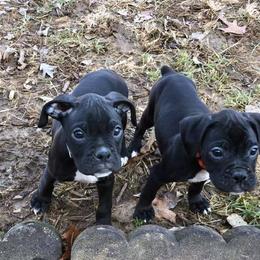 Boxers from Cross Creek Boxers