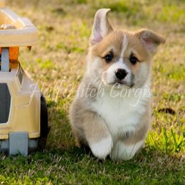Pembroke Welsh Corgi Puppies from Half Hitch Corgis