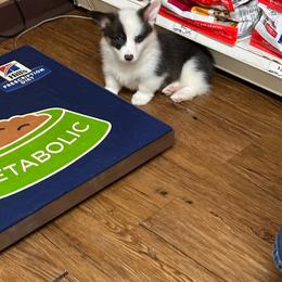 Zach - Gray and white male American Corgi puppy in Hico, Texas from Chisholm Trail Kennels
