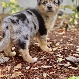 Miniature Australian Shepherd Puppies from Fuller’s Fluffy Friends