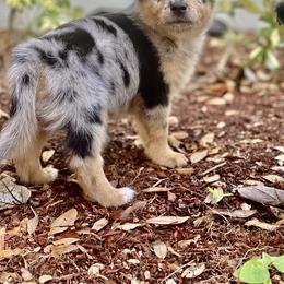 Miniature Australian Shepherd Puppies from Fuller’s Fluffy Friends