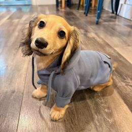 Dachshund Puppies from Northwest Dachshunds