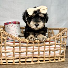 Juno - Salt and pepper female Miniature Schnauzer puppy in Huntington, Utah from Schnauzers on Robinson Lane