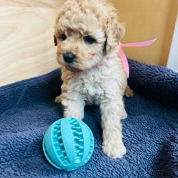 Pink Collar - Cream male Goldendoodle puppy in Denison, Iowa from Violet View Iowa Goldendoodles