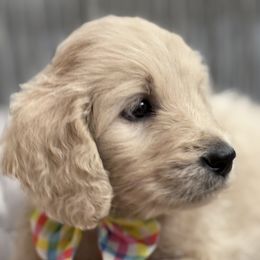 Goldendoodle, Golden Retriever, Poodle, and Shih Tzu Puppies from Platinum Paws Puppies