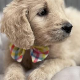 Goldendoodle, Golden Retriever, Poodle, and Shih Tzu Puppies from Platinum Paws Puppies