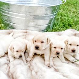 Dilute Retriever Puppies from Weathervane Labs