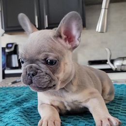 Blue Fawn Male 1 - Blue fawn French Bulldog puppy in Prosper, Texas from Luz French Bulldogs
