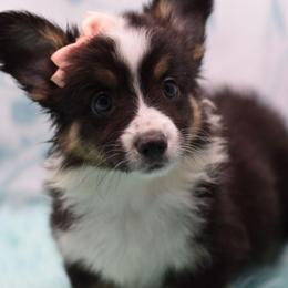 Loretta - Fluffy - Black and tan female American Corgi puppy in Lithia, Florida from Diamondcrest Inc