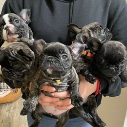 French Bulldogs from Btown Bullyz