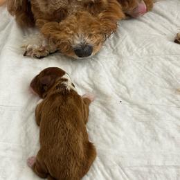 Boy 1 - Red  male Goldendoodle puppy in Elk Grove, California from Doodles by Faith