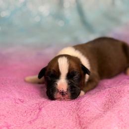 Girl 2 - Fawn female Boxer puppy in Prestonsburg, Kentucky from Bre’s Boxers