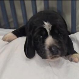 Basset Hound Puppies from Buck Wild 4 Bassets
