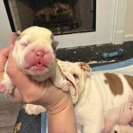 Honey - Red and white female Bulldog puppy in Aiken, South Carolina from Hayzlett Family English Bulldogs