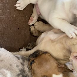 French Bulldog Puppies from Forever Friendchies