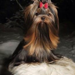 Yorkshire Terriers from Made in Heaven Yorkshire Terrier Las Vegas