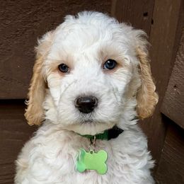Mr Green - Cream male Australian Labradoodle puppy in Mount Gilead, North Carolina from Tillery Labradoodles
