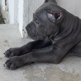 Cane Corso Puppies from Giosci Cane Corso