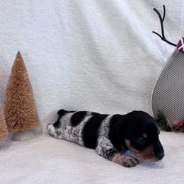 Mini Luna - Piebald female Dachshund puppy in Franklinville, New Jersey from KJ Kennels of NJ