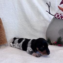 Mini Luna - Piebald female Dachshund puppy in Franklinville, New Jersey from KJ Kennels of NJ