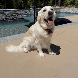 Golden Retriever All Grown Up from Golden Haven