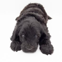 Gus Gus - Green Collar - Black male Labradoodle puppy in Lehi, Utah from Our Little Farm Life Doodles