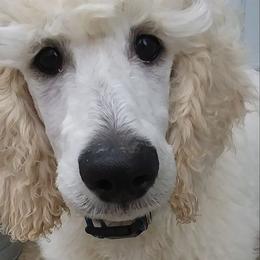 Poodle Puppies from Barbi's Standards