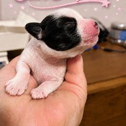 Girl 4 - female Chinese Crested puppy in Henderson, Nevada from Kelly's Little K9