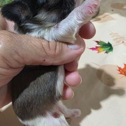 Puppy 2 girl Tri - Tricolor female Shih Tzu puppy in Lone Oak, Texas from PDF Kennels