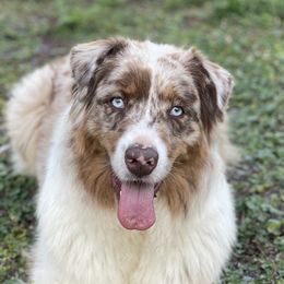 Ruca - Australian Shepherd