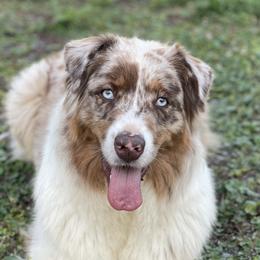 Ruca - Australian Shepherd
