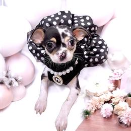 Chihuahua Puppies from Petite Pups LLC