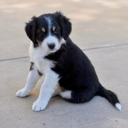 Jimmy Angelov - Black tri-color male Aussiedoodle puppy in Peyton, Colorado from Colorful Colorado Aussiedoodles