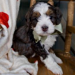 Saint - Merle male Bernedoodle puppy in Bowling Green, Ohio from Windy Creek Doodles