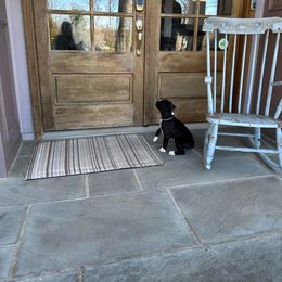 Boxer Puppies from SmashBox Kennel