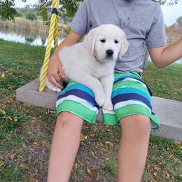 Golden Retriever Puppies from Gratz Kennels