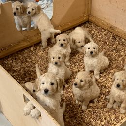 Goldendoodle Puppies from Doodlebloom Farm