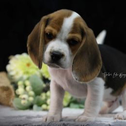 Beagle Puppies from Tymber Lake Beagles