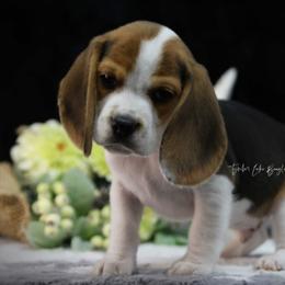 Beagle Puppies from Tymber Lake Beagles
