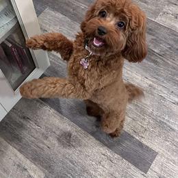 Ginger - Cavapoo