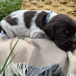 Wirehaired Pointing Griffon Puppies from Idleista Grand Chasseur