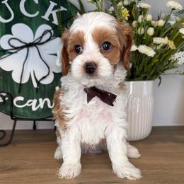 Freddie - Blenheim male Cavapoo puppy in South Jordan, Utah from Simply Sweet Paws. LLC