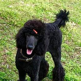 Poodles from Ramer’s Spring Poodles