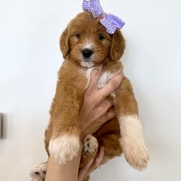 PAPAYA - Apricot female Goldendoodle puppy in Independence, Oregon from Ankeny Doodles