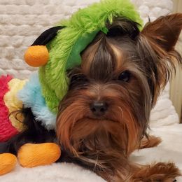 Steuben - Yorkshire Terrier