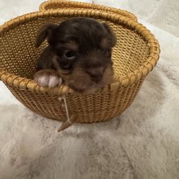 Zuzu - Chocolate and tan female Yorkshire Terrier puppy in Hudson, Florida from MCM Acres