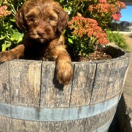 Girl 2 - Caramel ice female Australian Labradoodle puppy in Yamhill, Oregon from FitzGerald Kennels