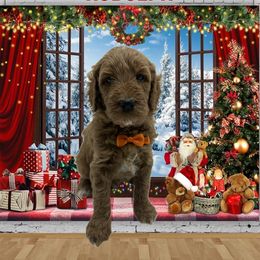 Rudolph - Phantom male Goldendoodle puppy in Milwaukie, Oregon from Tiffany Marlow