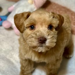 Solid Red - Wheaten female Miniature Schnauzer puppy in Calhoun, Georgia from The BrickHouse Miniature Schnauzers